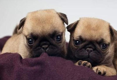 15 леденящих кровь историй о домашних питомцах, съевших своих хозяев