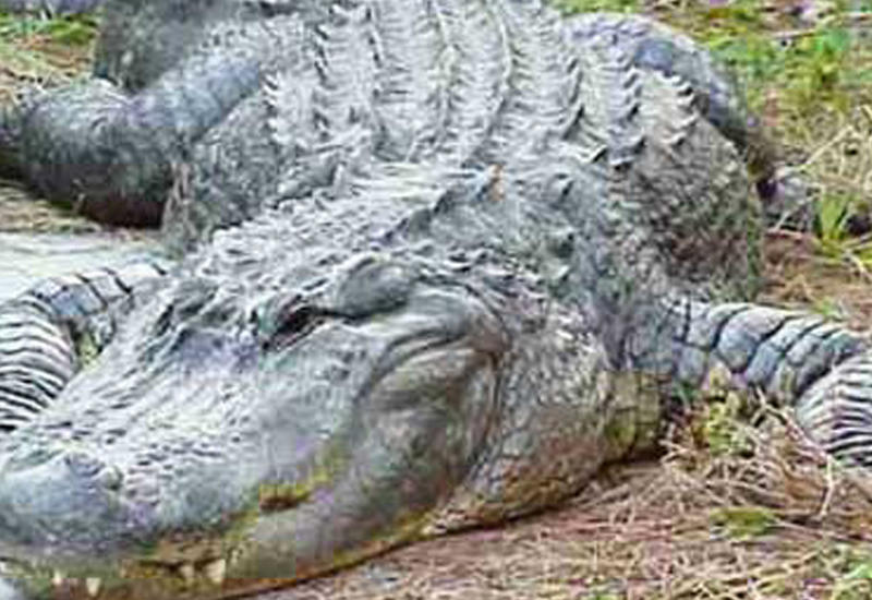 Аллигатор бросился в лодку с туристами в США