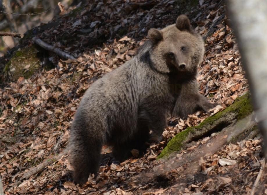В Азербайджане создается уникальный заповедник