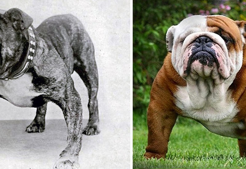 Породистые собаки: 100 лет назад и сейчас