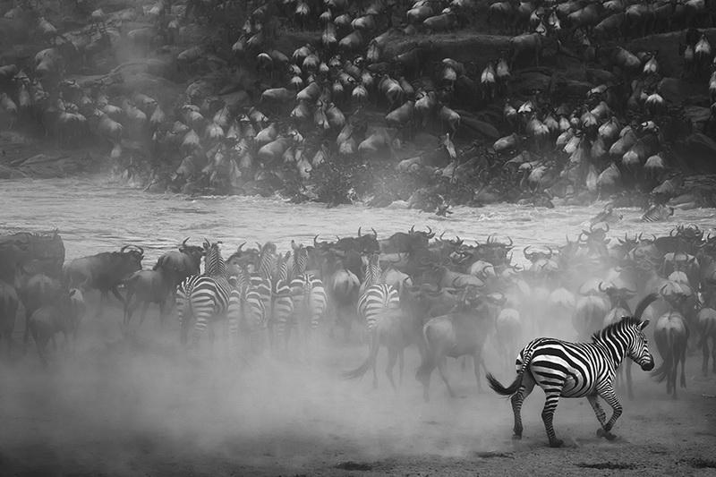 Представлены лучшие черно-белые фотографии 2016 года