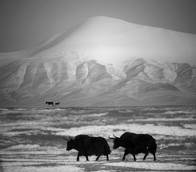 Представлены лучшие черно-белые фотографии 2016 года