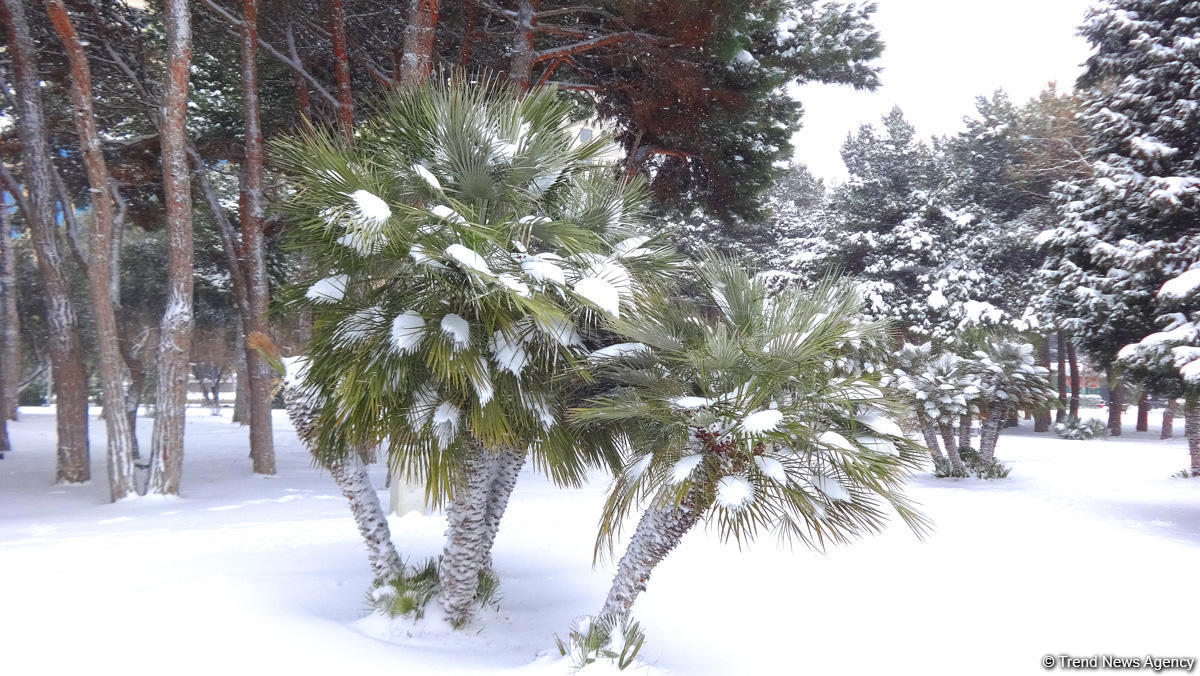Баку в белоснежном одеянии