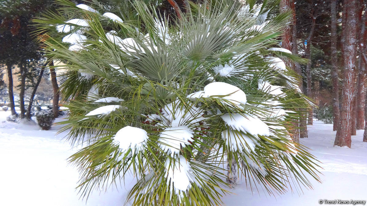 Баку в белоснежном одеянии