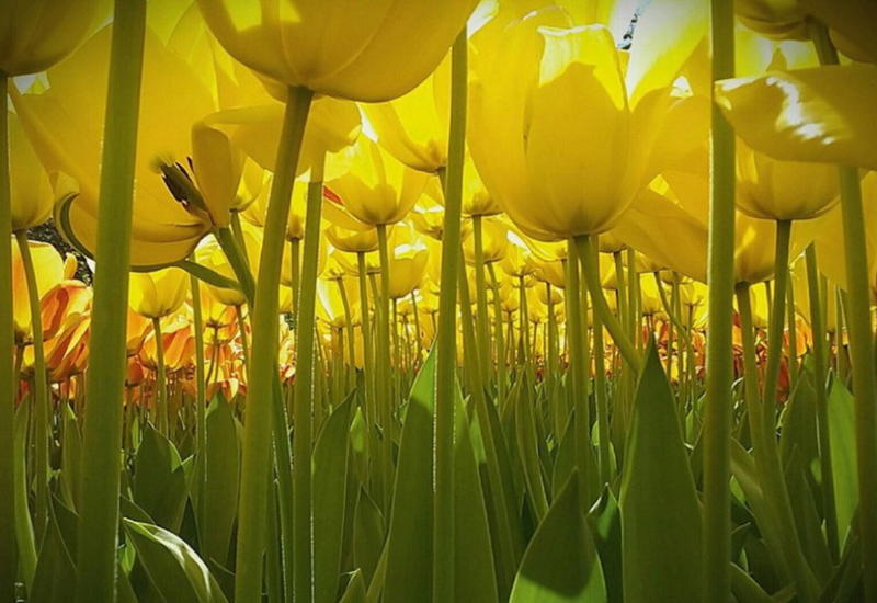 Победители детского конкурса фотографий от National Geographic