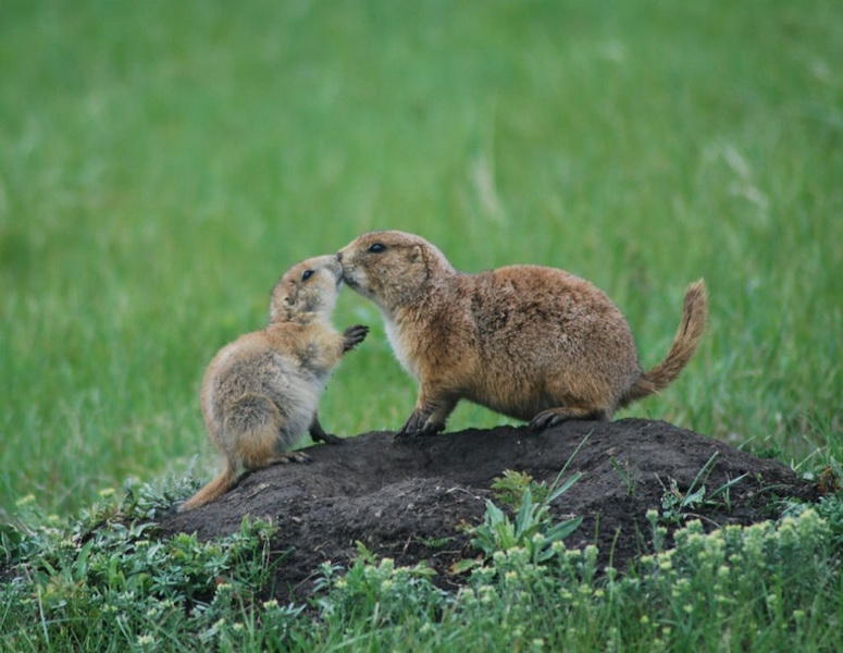 Победители детского конкурса фотографий от National Geographic