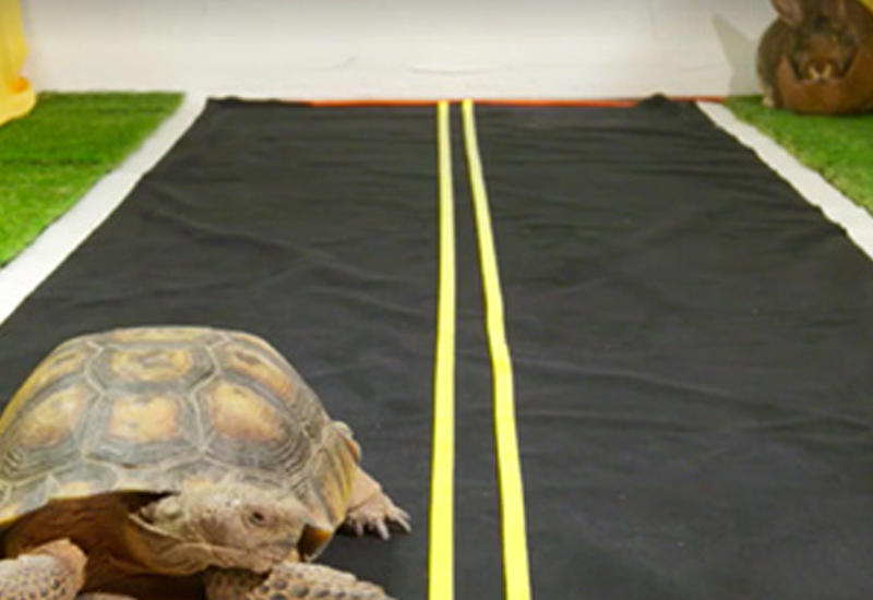 Черепаха за час обогнала зайца на соревнованиях