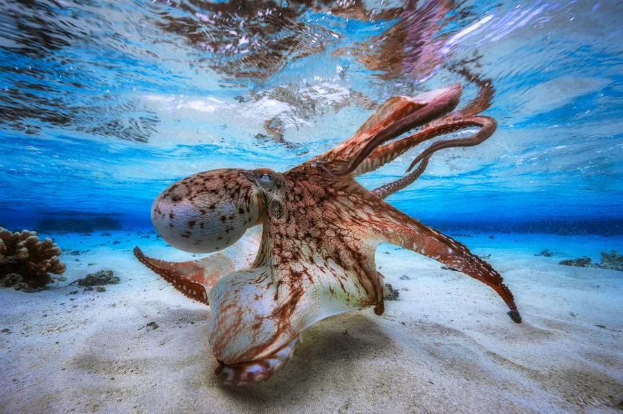 Победители фотоконкурса Underwater Photographer of the Year 2017