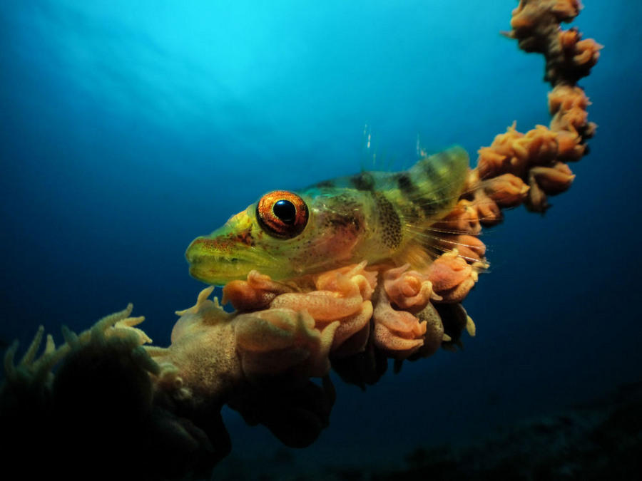 Победители фотоконкурса Underwater Photographer of the Year 2017