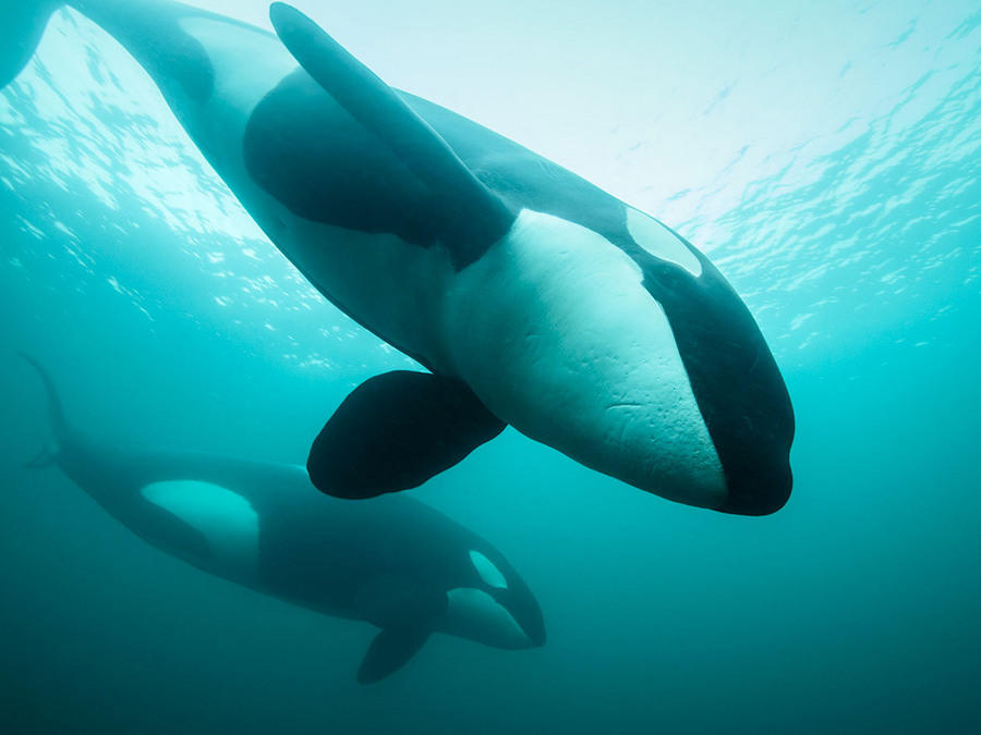 Победители фотоконкурса Underwater Photographer of the Year 2017