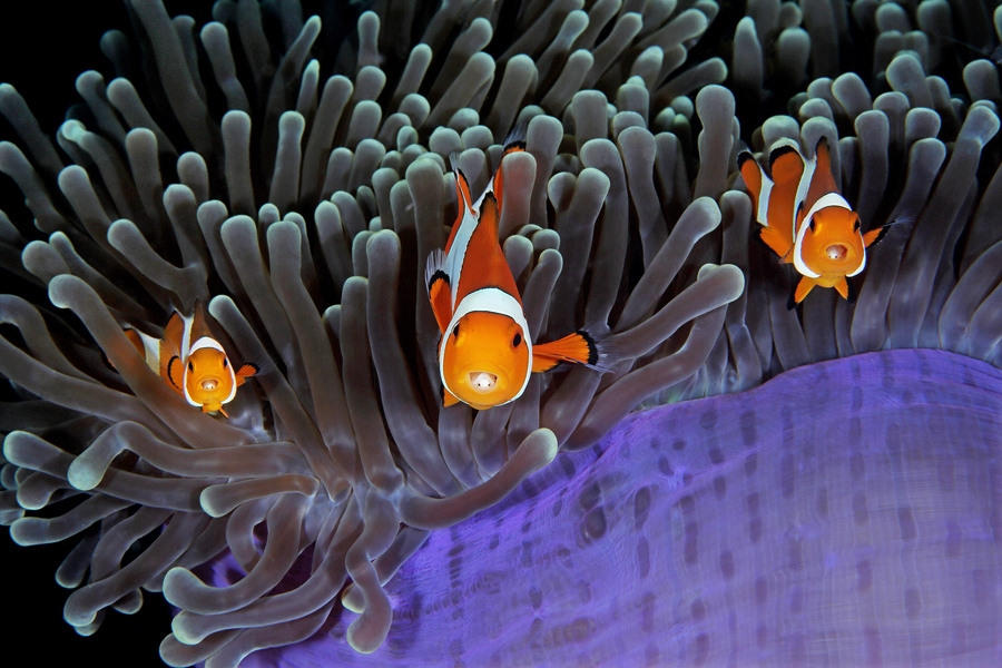 Победители фотоконкурса Underwater Photographer of the Year 2017