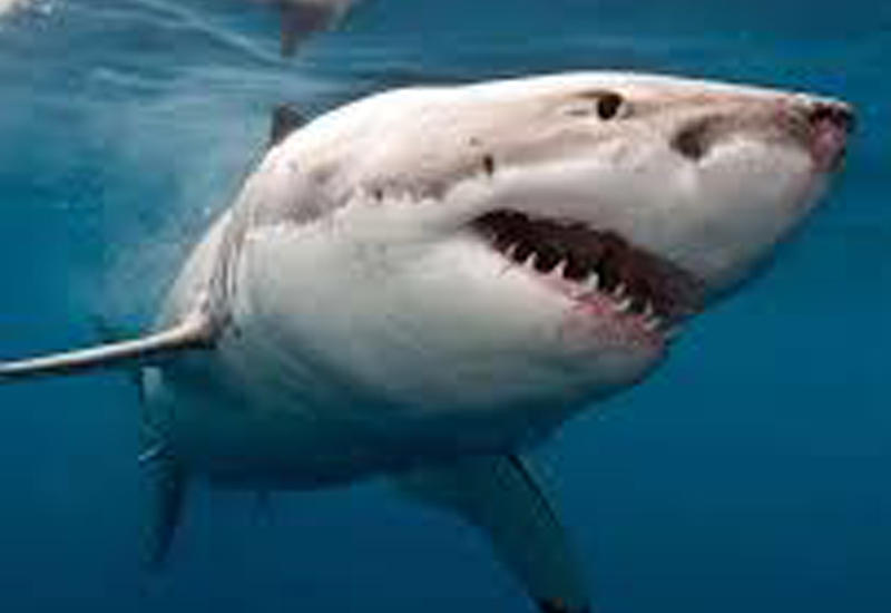 Сёрфер чудом избежал нападения акулы-людоеда