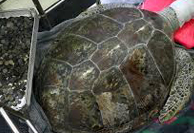 Появилось видео спасения черепахи, проглотившей 5 кг монет