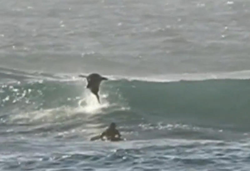 Выпрыгнувший из воды дельфин едва не убил серфера