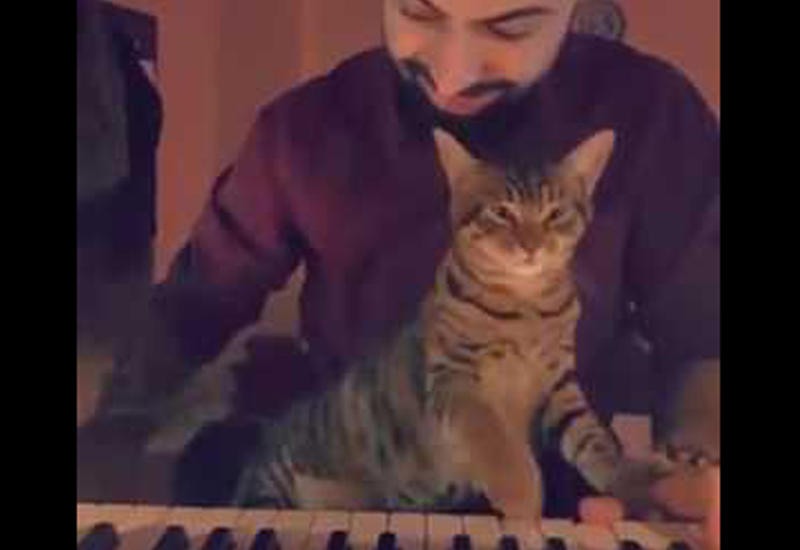Кошка из Турции покорила соцсети любовью к музыке