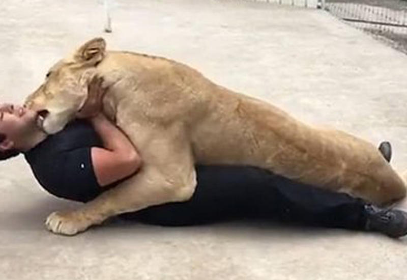 Львица отпраздновала день рождения в объятиях своего смотрителя