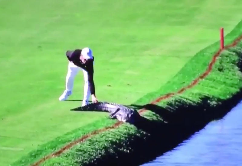 Американский гольфист прогнал аллигатора с поля во время соревнований