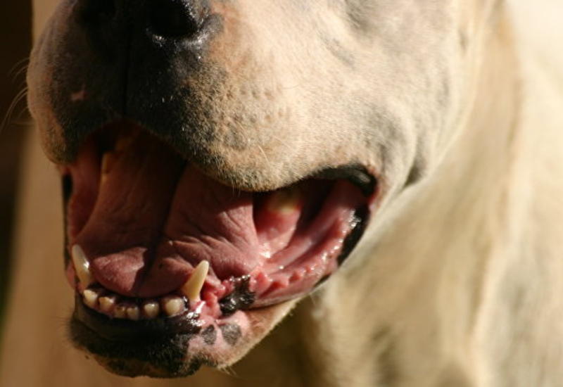 В Британии собака растерзала своего хозяина во время съемок телепрограммы