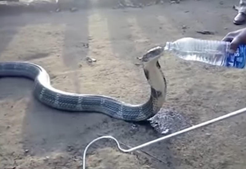 Страдающую от жажды кобру напоили из бутылки