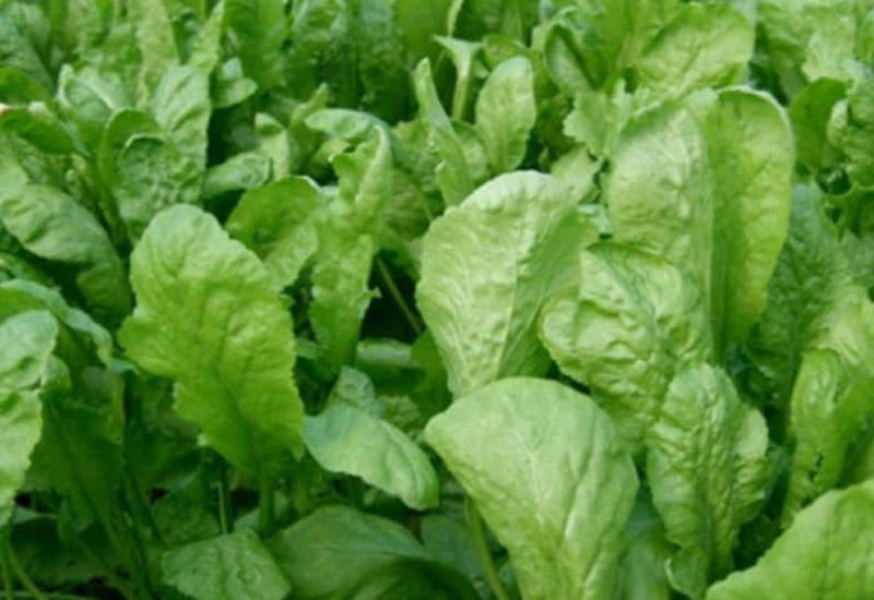 Vəzərinin yarpaq və toxumları vitaminlərlə zəngindir