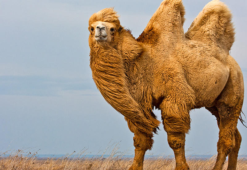 Верблюд объел туристок в Техасе