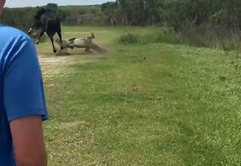 Лошадь напала на аллигатора