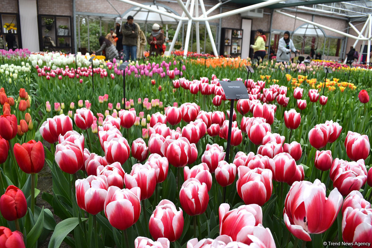 Прогулка по весеннему цветущему Амстердаму