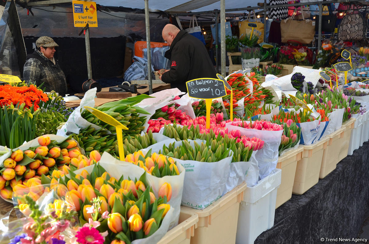 Прогулка по весеннему цветущему Амстердаму