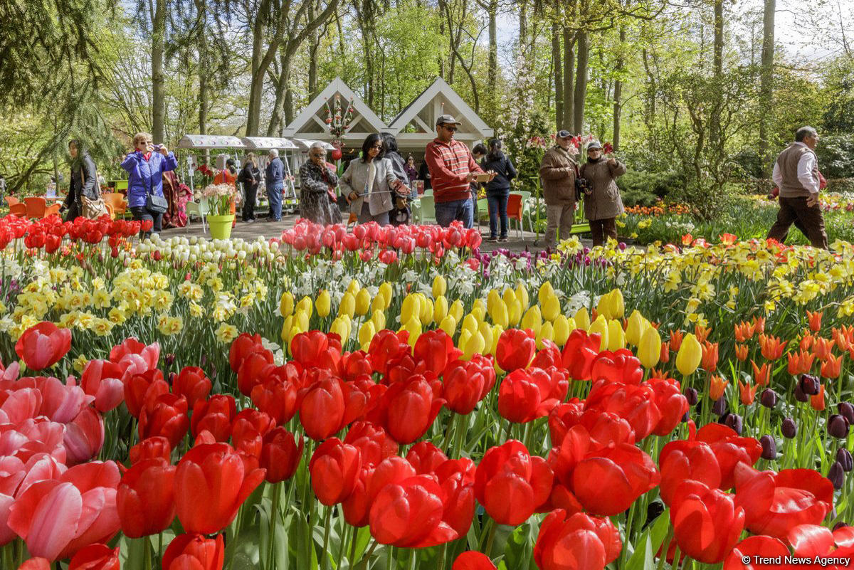 Прогулка по весеннему цветущему Амстердаму