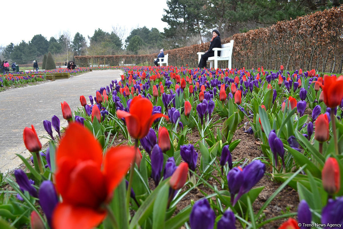 Прогулка по весеннему цветущему Амстердаму