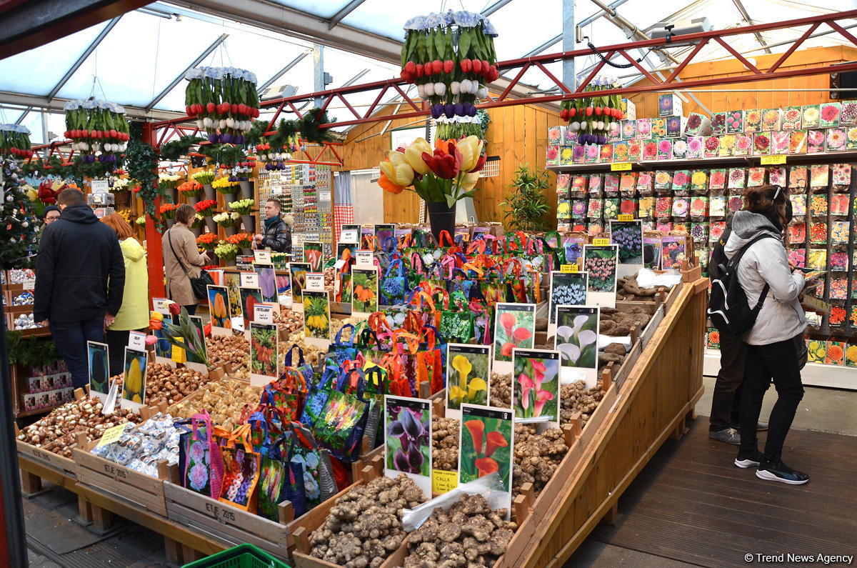 Прогулка по весеннему цветущему Амстердаму