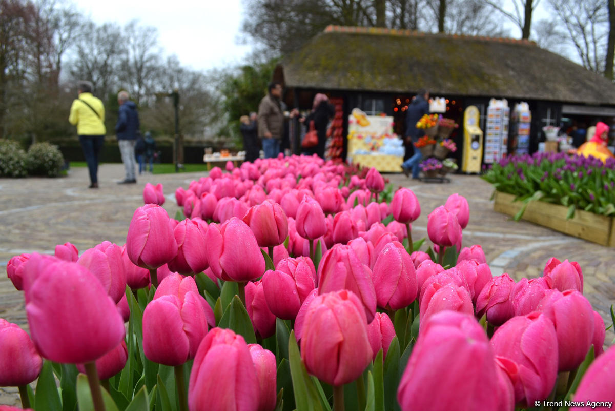 Прогулка по весеннему цветущему Амстердаму