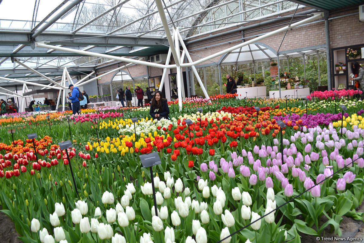 Прогулка по весеннему цветущему Амстердаму