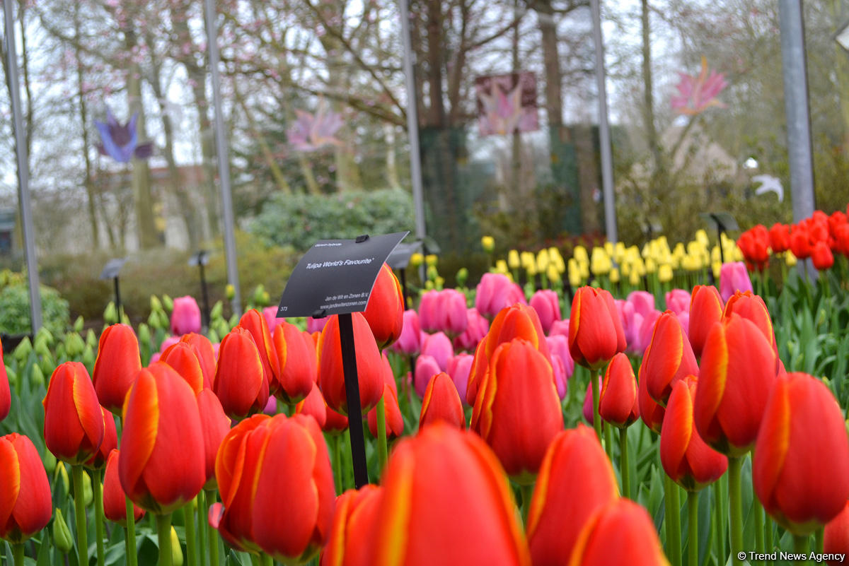 Прогулка по весеннему цветущему Амстердаму