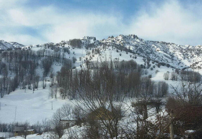 Снег в Лерике нанес серьезный ущерб сельскому хозяйству