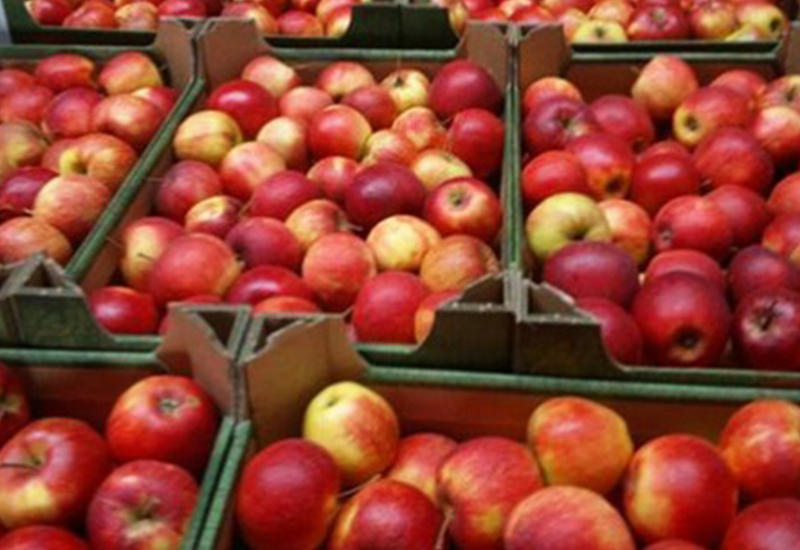 Россия разрешила поставки яблок еще ряду азербайджанских предприятий