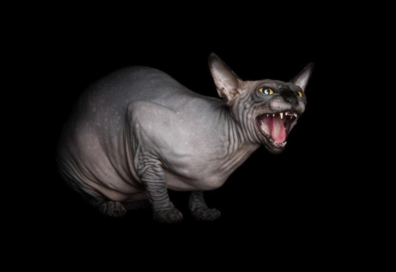 Инопланетные сфинксы в фотографиях Алисии Риус