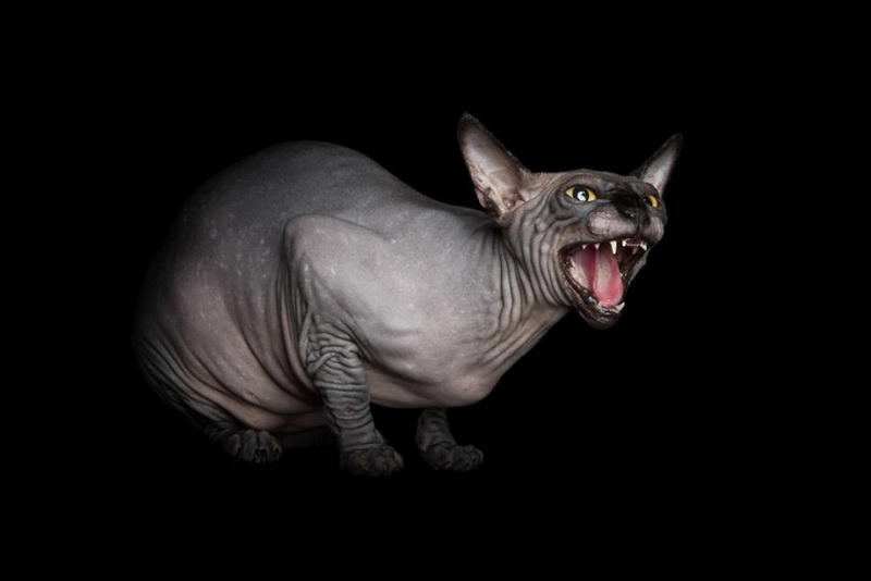 Инопланетные сфинксы в фотографиях Алисии Риус