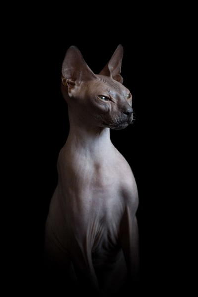 Инопланетные сфинксы в фотографиях Алисии Риус