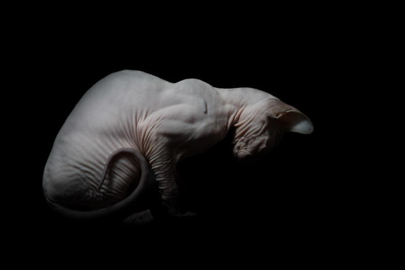 Инопланетные сфинксы в фотографиях Алисии Риус