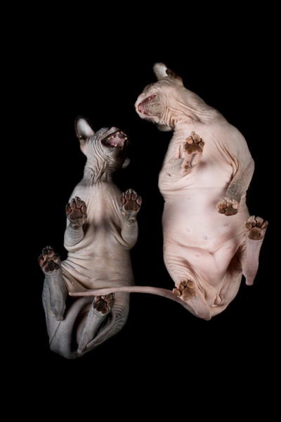 Инопланетные сфинксы в фотографиях Алисии Риус