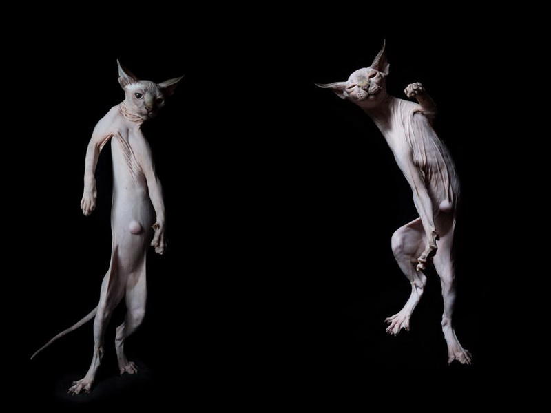 Инопланетные сфинксы в фотографиях Алисии Риус