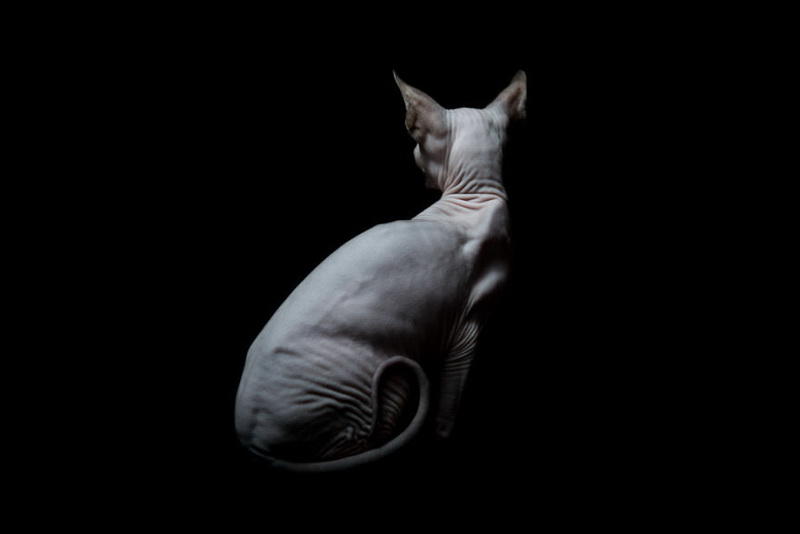 Инопланетные сфинксы в фотографиях Алисии Риус