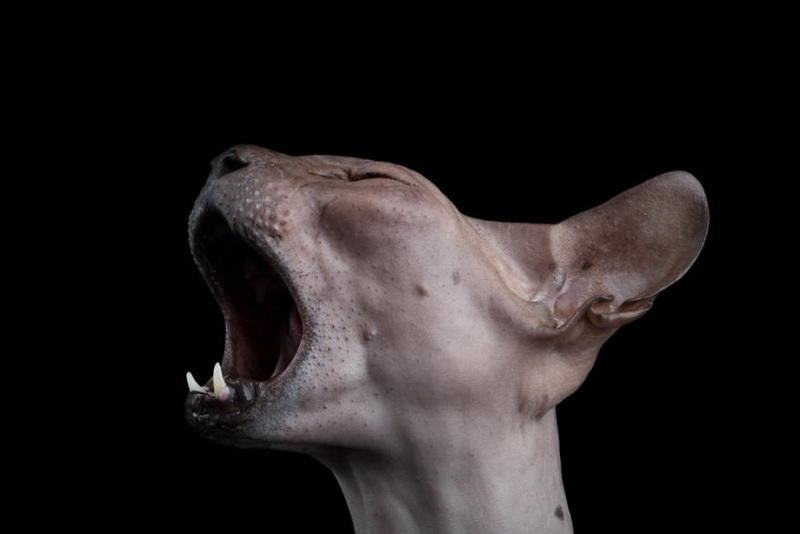 Инопланетные сфинксы в фотографиях Алисии Риус