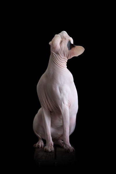 Инопланетные сфинксы в фотографиях Алисии Риус