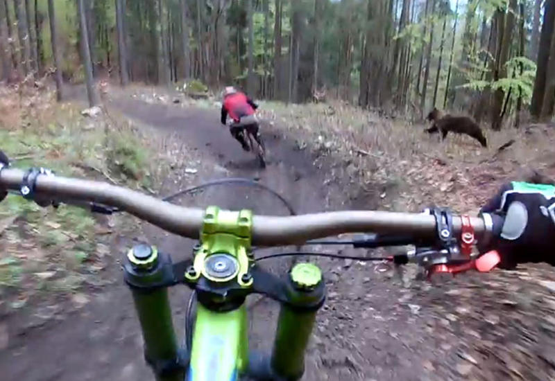 Медведь атаковал велосипедиста в Словакии