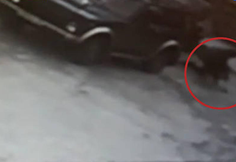 В Сочи овчарка на глазах родителей набросилась на девочку