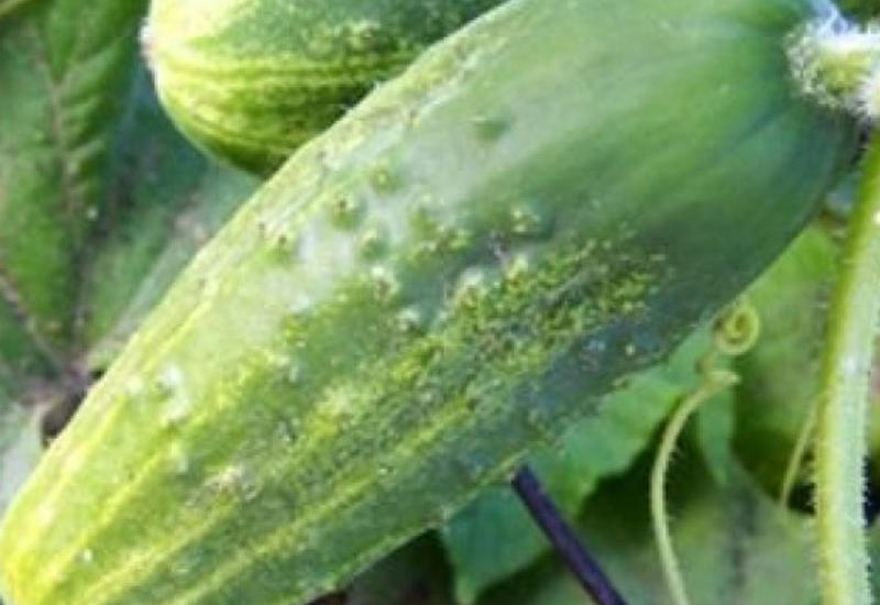 Xiyarın faydaları saymaqla bitmir