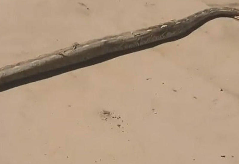 Moskvada küçədən nəhəng piton tutuldu