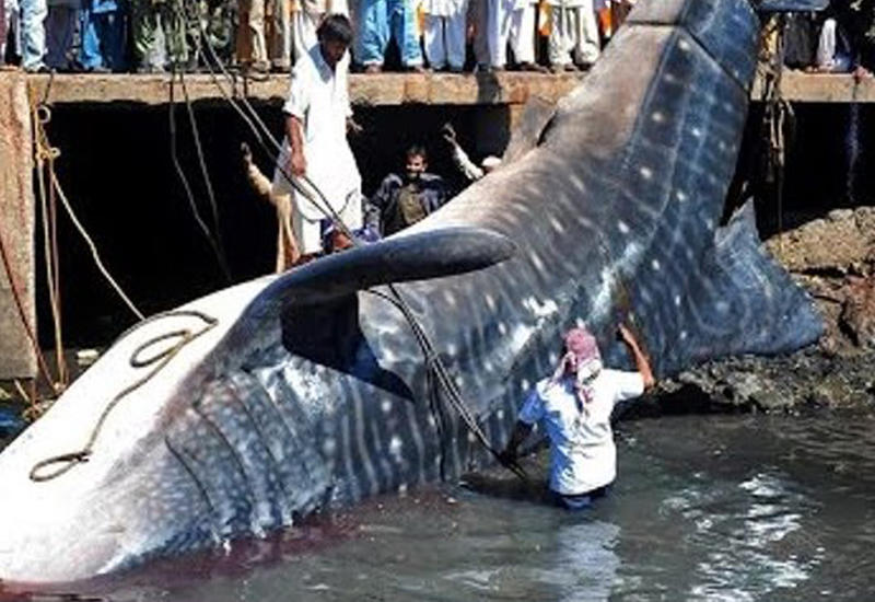 14 шокирующих роликов, снятых на рыбалке